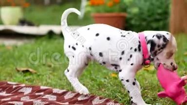 达尔马提亚小狗在院子里玩耍